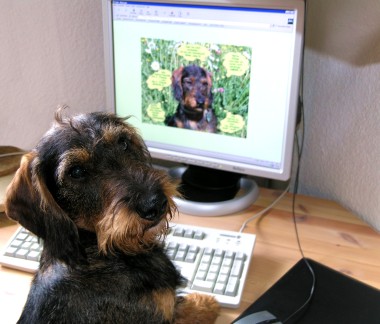 Carlo - Bei der Arbeit