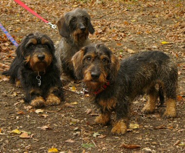 3 Waldis im Wald